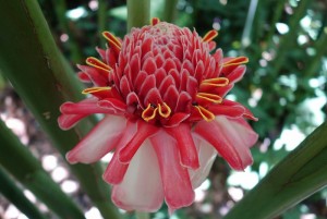 Guadeloupe Août 2015-02755 site   